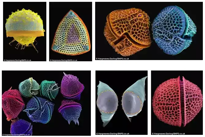 Tierra de diatomeas (1)